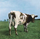 Pink Floyd - Atom Heart Mother Vinyl Record Album Art
