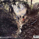 Picture of Big Hits (High Tide And Green Grass) Vinyl Record