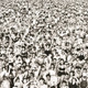 George Michael - Listen Without Prejudice Vinyl Record Album Art