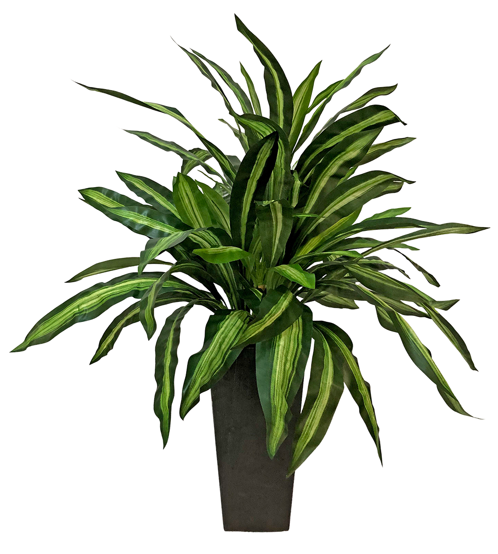 Dracaena Massangeana in zinc planter - The Branch Design Group