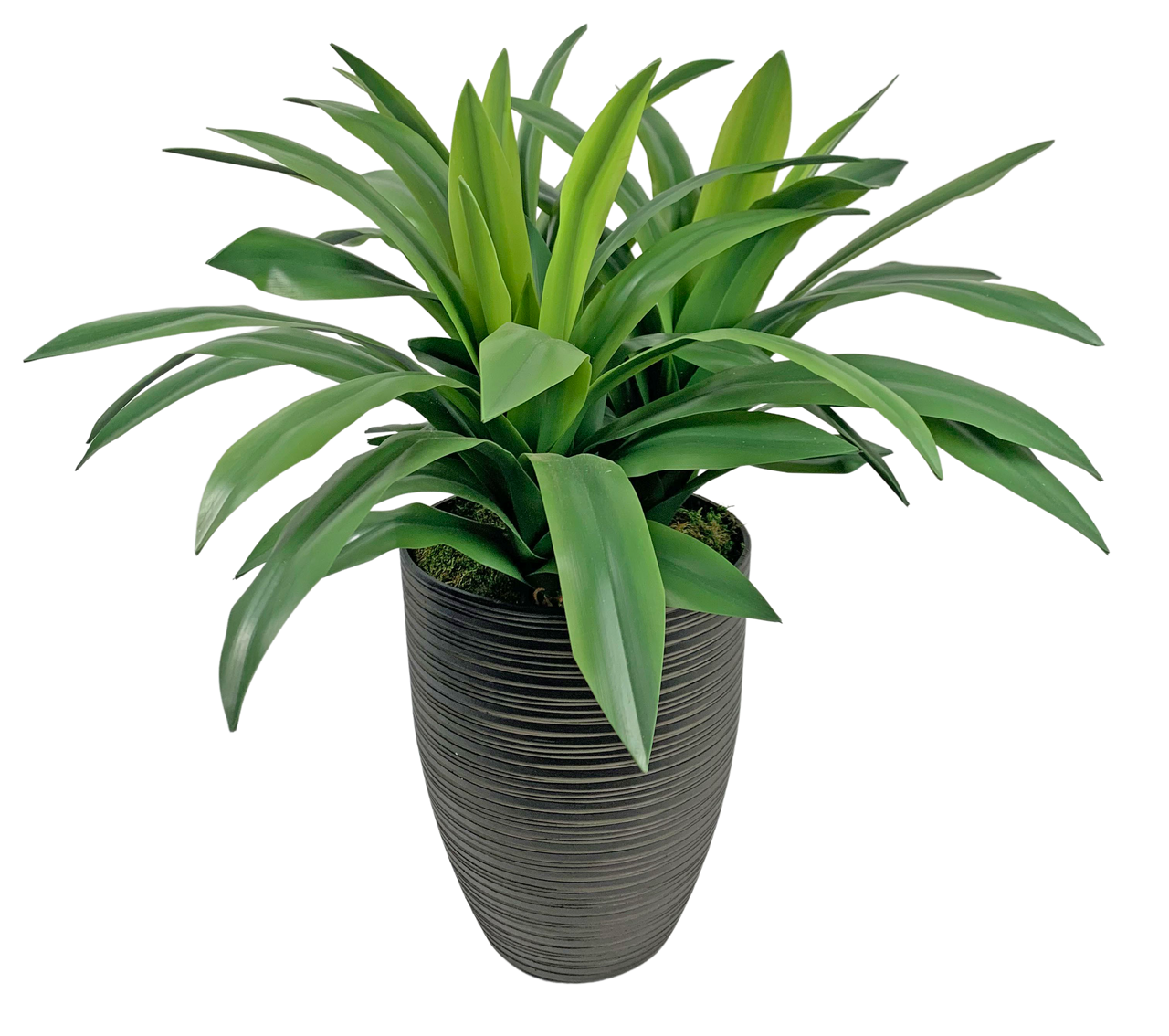 30 Yucca Floor Plant The Branch Design Group 30 yucca floor plant the branch design group