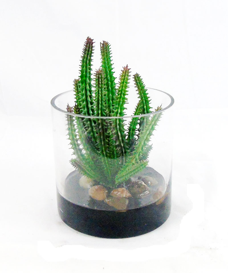 Euphorbia 'Finger' Cactus - Creative Branch
