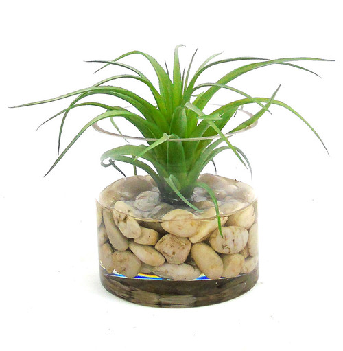 Faux tillandsia in glass cylinder