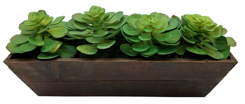 Echeveria in wood container