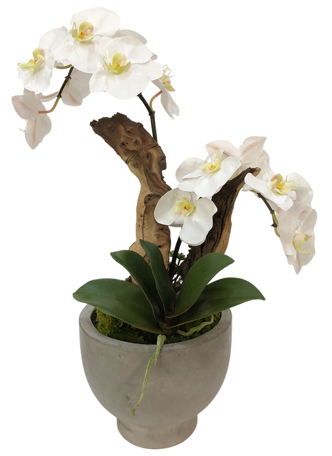 Orchid Planter