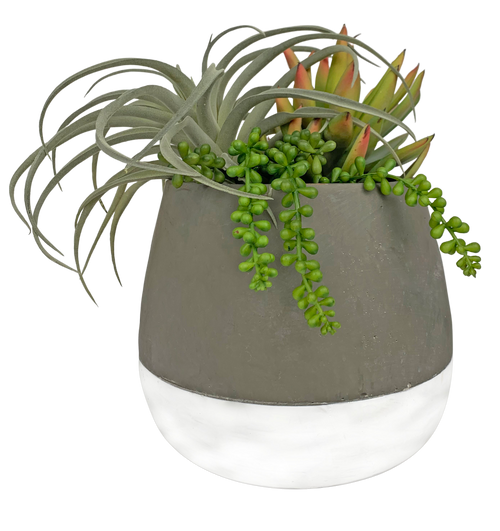 Succulent Garden in Two Tone Concrete Pot