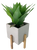 Agave in Square Planter