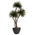 10' Triple Dracaena Pom Pom (Container Not Included)