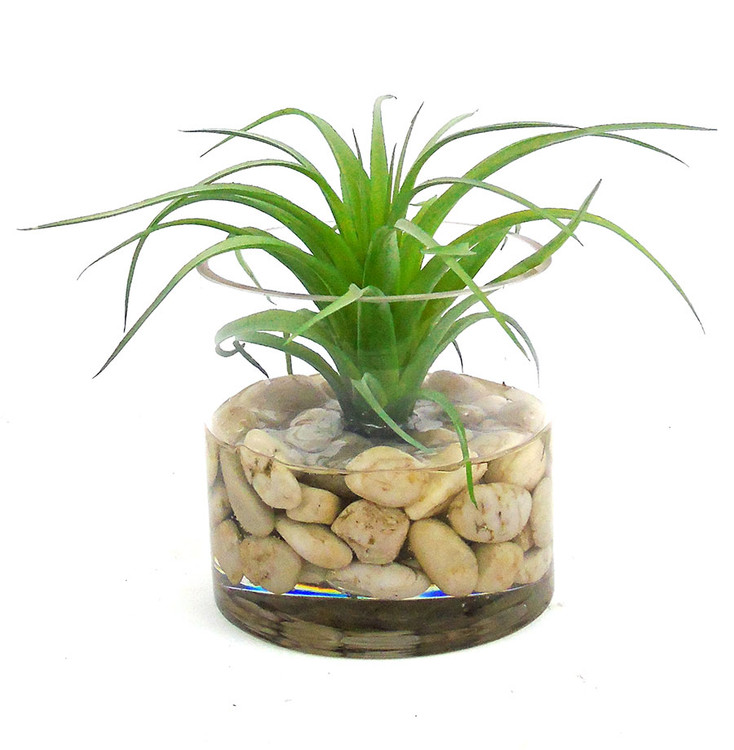 Faux tillandsia in glass cylinder