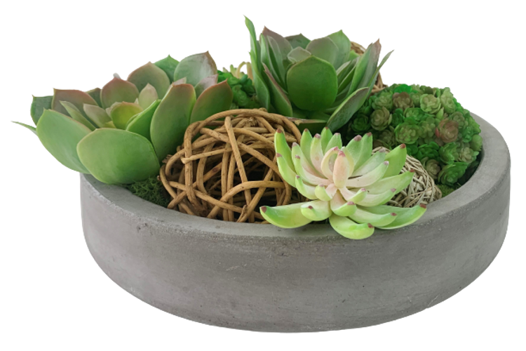Echeveria in Cement Bowl