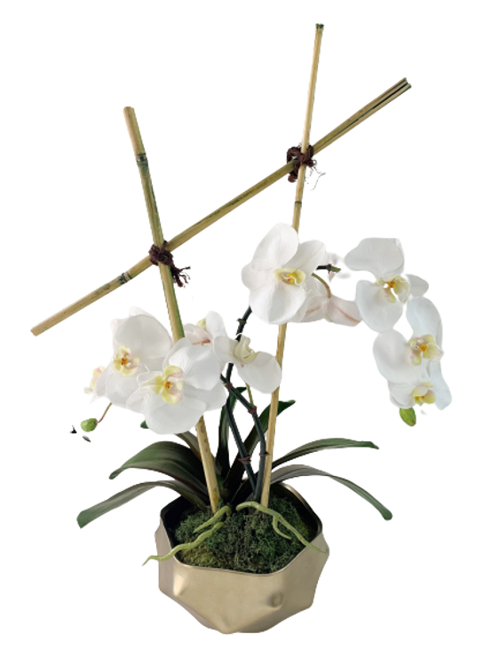 White Phalaenopsis in Gold Container