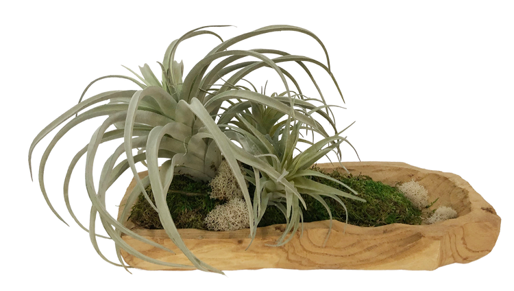 replica tillandsia, wood bowl