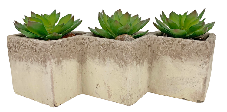 Echeveria in Diagonal Stone Planter