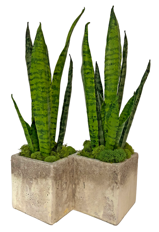 Sanseveria in Diagonal Stone Planter