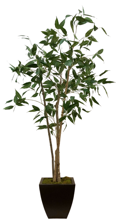 7' Eucalyptus Tree