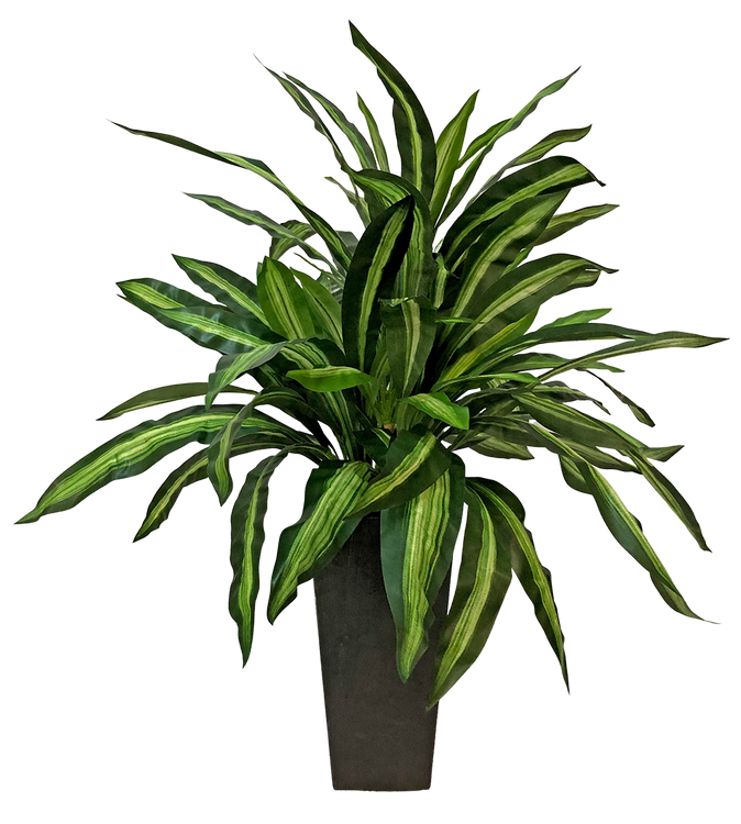 Dracaena Massangeana in zinc planter