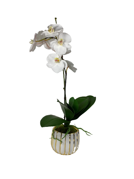 White Orchid Arrangement in Gold Stripe 