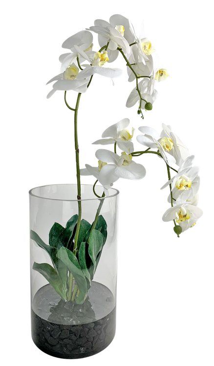 Orchids in Tall Cylinder Vase