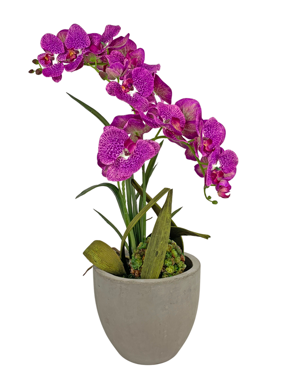 Fuchsia Orchid in Concrete Container