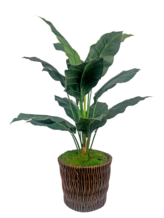 Spath Plant in Rattan Basket