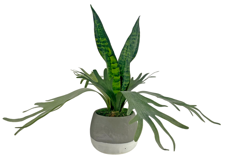 Staghorn Sansevieria