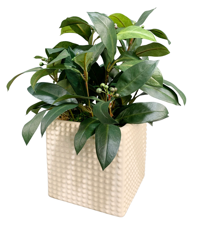 Laurel Spray in Textured Square Container