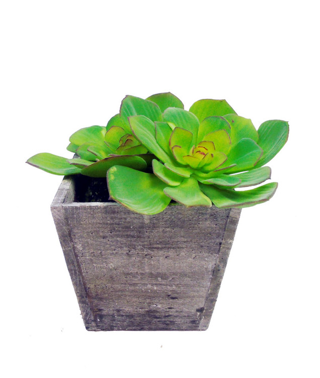 Faux echeveria in white wash wood planter