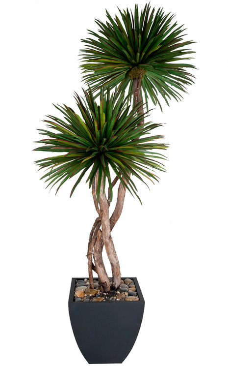 8' Double  Dracaena Pom Pom (Container Not Included)