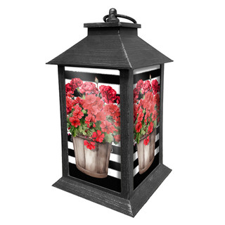 Black metal Striped Geraniums Lantern with pink flowers in white pots on white background.
