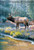 Elk Reflection Wildlife House Flag