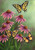 Echinacea Butterfly Spring House Flag