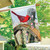 Cardinal Morning Glory Spring House Flag