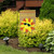 Summer Sunface Burlap Garden Flag