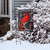 Winter Cardinal Berries Burlap Garden Flag