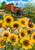 Briarwood Lane Country Sunflowers Summer Garden Flag with colorful floral barn and horse buggy scene.
