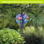 Colorful Hydrangeas Solar Balloon Lantern with blue, pink and purple flowers hanging from a tree branch.
