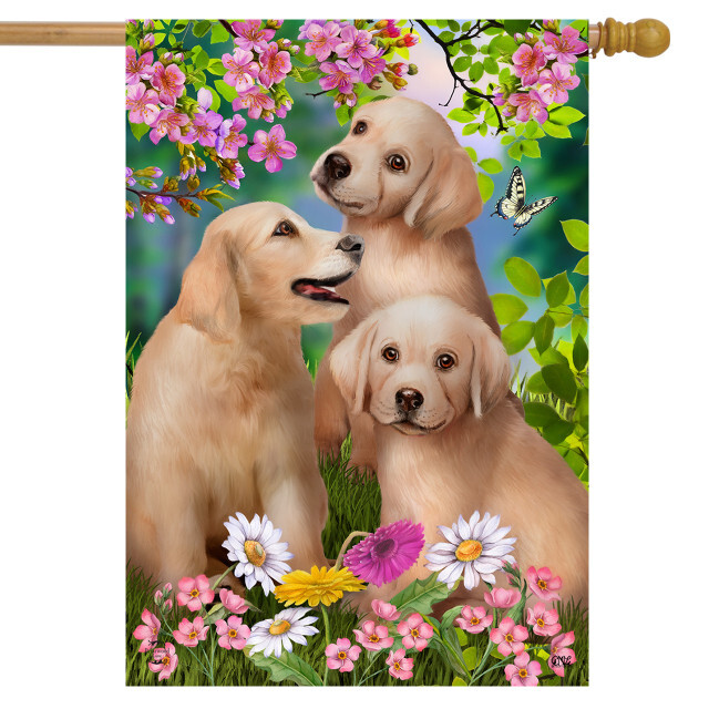 Animals & Critters