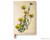 Paperblanks Mini Journal - Painted Botanicals Woodland Daisies, Lined