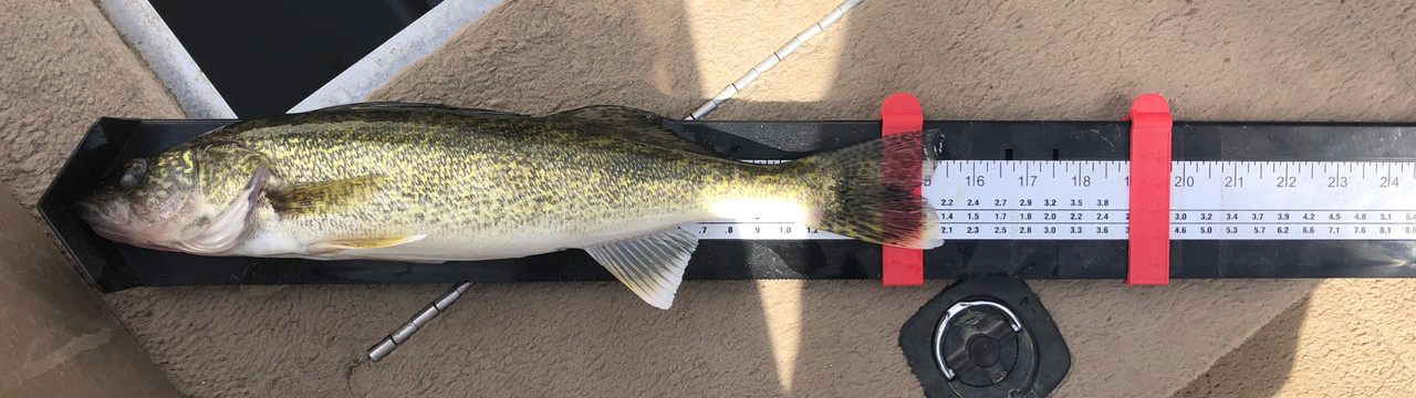 Walleye Ruler With Mount? - Walleye Message Central