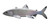 8” Premium Solid decoy Silver scale/silver