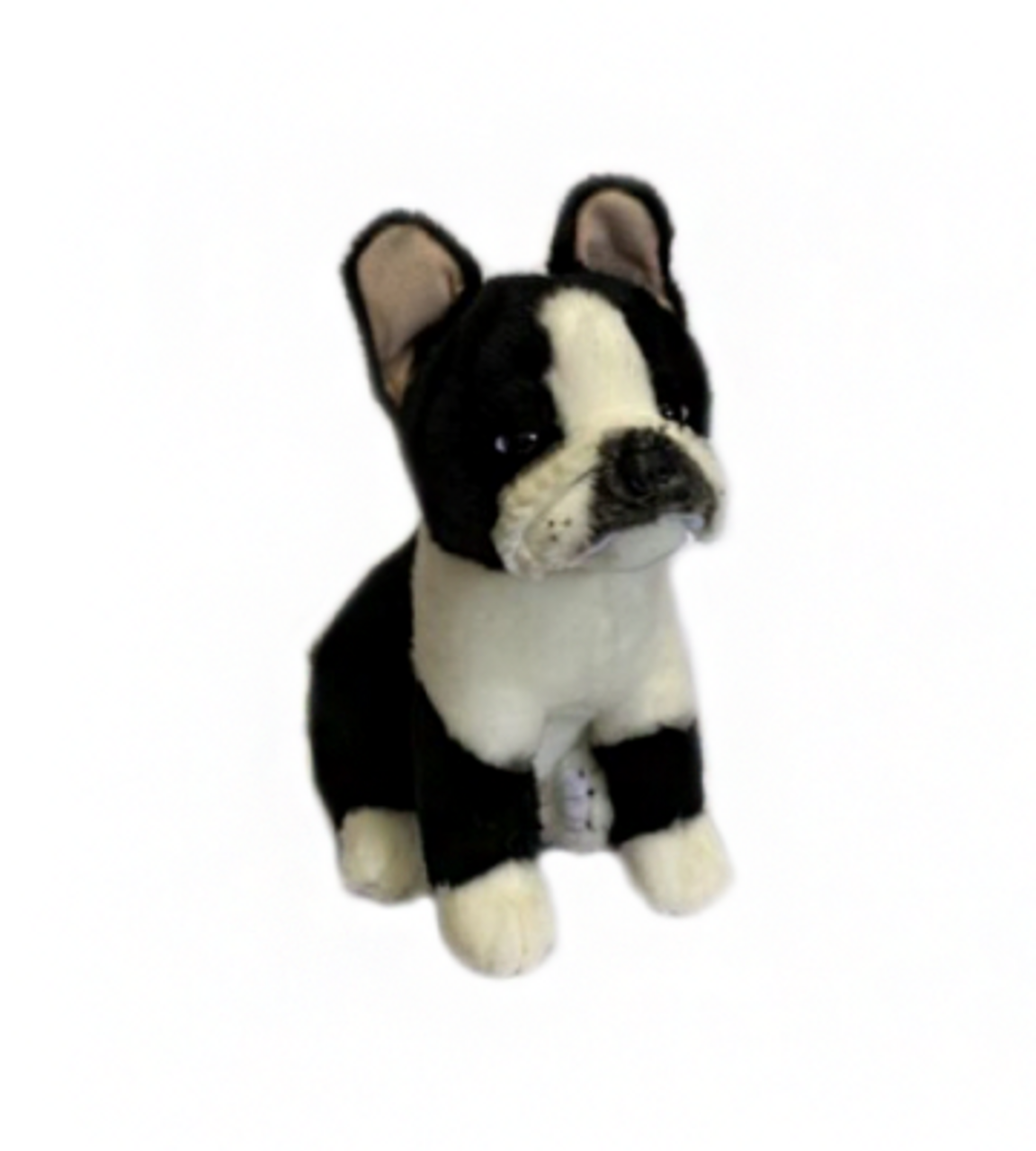 black french bulldog teddy