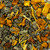 Ashbys® 3oz Loose Leaf Tea Retail Bags Fall Festival 6/cs