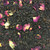 Ashbys® 3oz Loose Leaf Tea Retail Bags Raspberry 6/cs