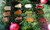 Custom Christmas 2025 wooden name tags in red, green, and natural text colors on natural, golden oak, and espresso bases.