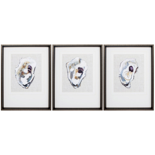 Oyster Shell Study - Trio of Framed Prints