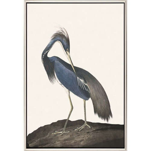 Great Blue Heron II Framed Canvas Art