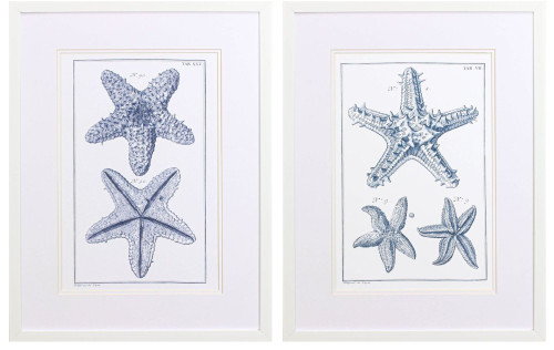 Botanical Blue Sea Stars I Set of Two Framed Art Images