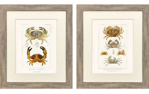 Antique Crab Studies - Framed Set of Two