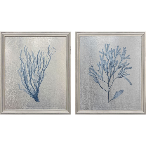  Oceanic Curiosity II Framed Art Set of Two 