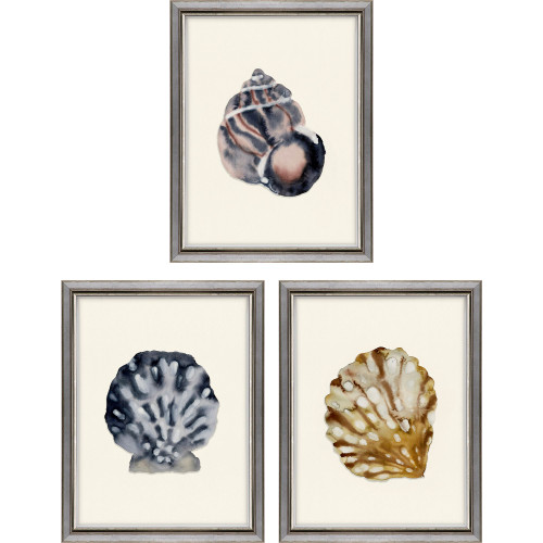 Coastal Shell Studies I Framed Art Set
